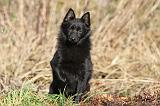 SCHIPPERKE 331